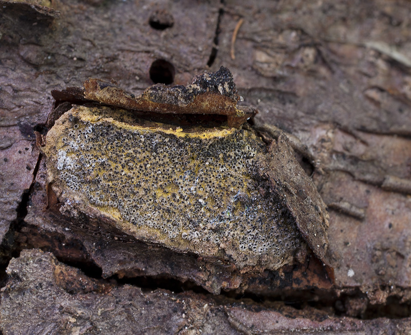 Camaropella lutea